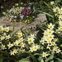 SUNNY SMILES from Tulipa turkestanica and Chionodoxa, with white and purple heathers.