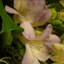 Freesia