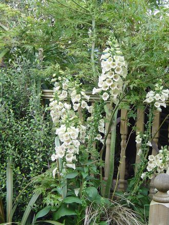 A garden flower photo