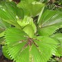 Licuala grandis (Licuala grandis (Ruffled Fan Palm))