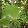 Licuala grandis (Licuala grandis (Ruffled Fan Palm))