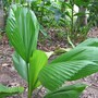Licuala grandis (Licuala grandis (Ruffled Fan Palm))