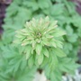 Anemonella_thalictroides__betty_blake_