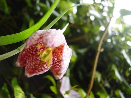 Fritillaria (Fritillaria meleagris (Snake's head fritillary))