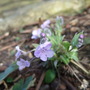 Omphalodes 'Starry Eyes' (Omphalodes cappadocica (Navelwort))