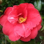 Camellia 'Adolphe Audusson'