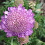 Scabiosa 'Blue Butterfly' (Scabiosa)