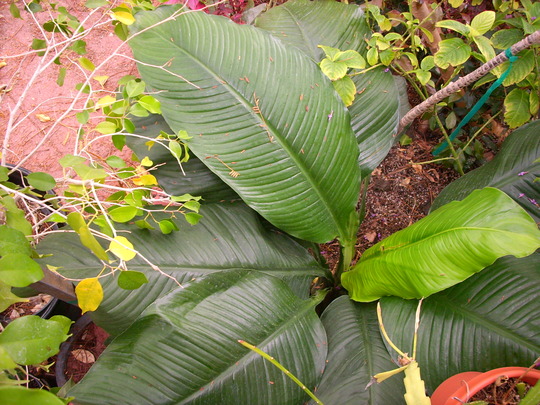 Spathiphyllum, "Sensation" - Peace Lily (Spathiphyllum, "Sensation" - Peace Lily)