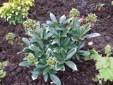 Skimmia japonica 'Nymans' (Skimmia japonica 'Nymans')