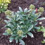 Skimmia_japonica__nymans_