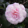 Camellia japonica 'Marguerite Guillon'