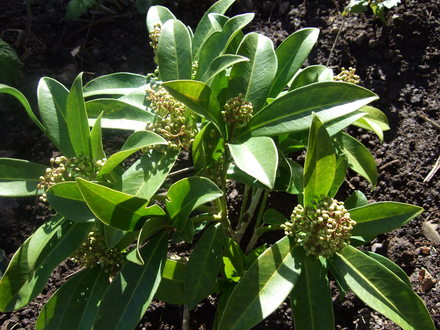 Skimmia x confusa 'Kew Green' (Skimmia x confusa (Skimmia))