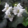 Cardamine