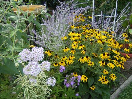 Birdbath Area
