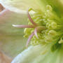 Helleborus Close (Helleborus "Sun Marble")