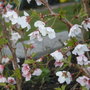 Prunus incisa kojo-no-mai