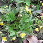 Waldsteinia