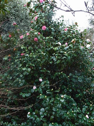 Camellia japonica 'Marguerite Guillon' (Camellia japonica 'Marguerite Guillon')