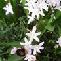 Chionodoxa_luciliae__pink_giant_