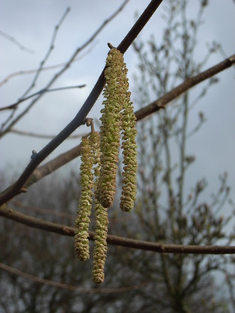 Corylus avellana 'Aurea' (Corylus avellana 'Aurea')