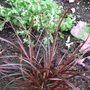 Uncinia rubra (Uncinia rubra (Hook Sedge))