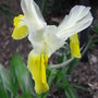 Iris bucharica - 2009 (Iris bucharica (Iris))