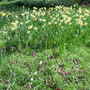 Narcissi andFritillaries.