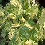 Artemisia vulgaris 'Oriental Limelight' (Artemisia vulgaris)