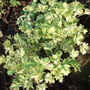Artemisia vulgaris (Wormwood)