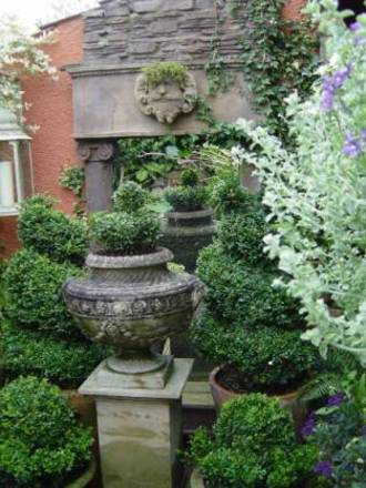 A garden flower photo (Buxus sempervirens (Common box))