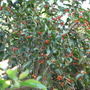 Weeping fig tree fruit (Ficus benjamina (Weeping fig))