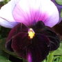 A garden flower photo