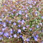 FOR JACQUE (Veronica pedunculata)