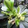 Daphne pontica hybrid - 2009 (Daphne pontica hybrid)