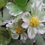 'Thor Svantesson' is the rare variegated form (Hacquetia epipactis)
