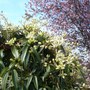 P1010173__clema