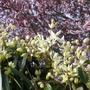 clematis plants
