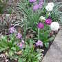 Primula denticulata group - 2009 (Primula denticulata)