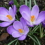 Late Spring Crocus