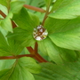 Bleeding Heart clinging on to her diamond! (Dicentra cucullaria (Dutchmans Breeches))