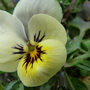 Pretty Viola (Viola)