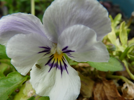 Viola seedling with friend! (Viola)