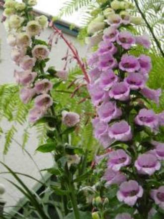 Foxgloves. (Digitalis purpurea (Common foxglove))