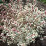 Thymus 'Worfield Gardens' (Thymus)