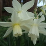 Narcissus 'Thalia' (Narcissus 'Thalia')