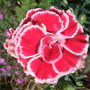 Dianthus 'Olympic' (Dianthus 'Olympic')
