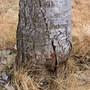 Plum tree cracked trunk (Prunus domestica (Plum))