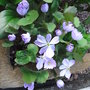 Jeffersonia