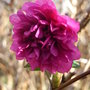 Rubus spectabilis 'Olympic Double' - 2009 (Rubus spectabilis 'Olympic Double')