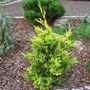 Cupressus  x Leylandii 'Gold Rider'